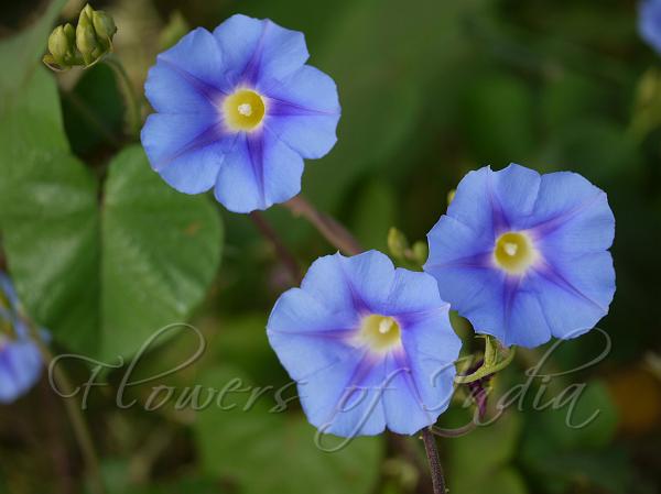 Yellow-Throated Morning Glory